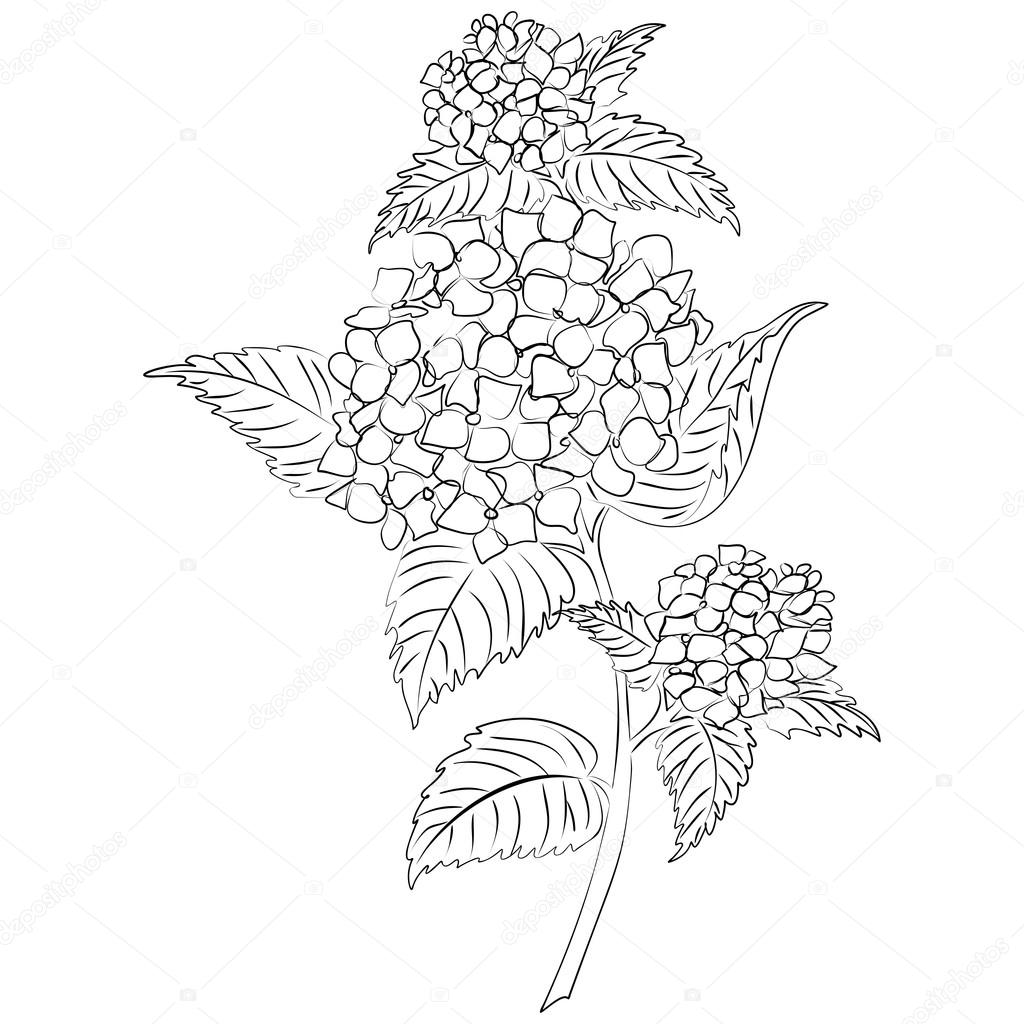 1024x1024 Vector Ink Sketch Hydrangea Flower Stock Vector Tiverets