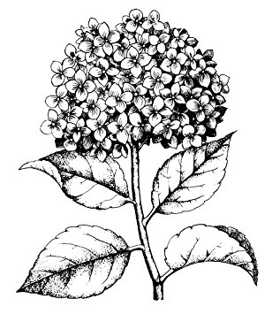 308x355 Hero Arts Woodblock Stamp, Hydrangea Arts, Crafts