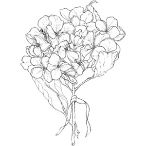 300x300 Hydrangea Illustration Free