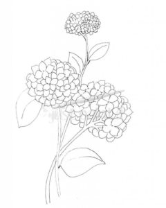 240x300 Coloring Pages Flowers Free Printable Coloring Page Fun