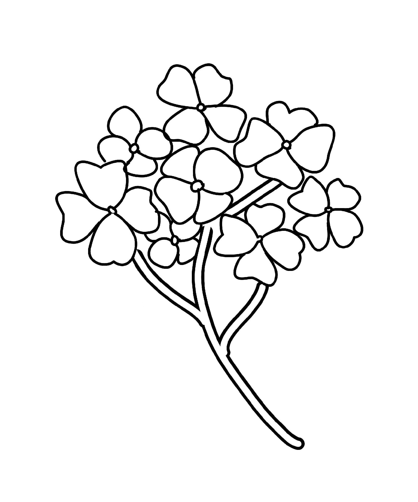 Hydrangea Coloring Drawing Pages Flower Peonies Peony Simple Hydrangeas ...