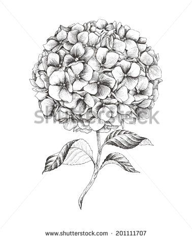 378x470 Bauer Hydrangea Clipart