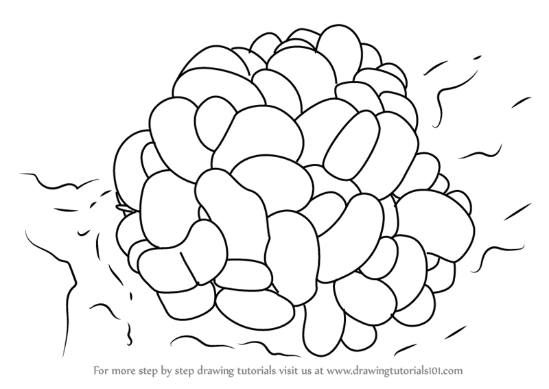 800x567 Learn How To Draw A Bubble Coral (Corals) Step By Step Drawing