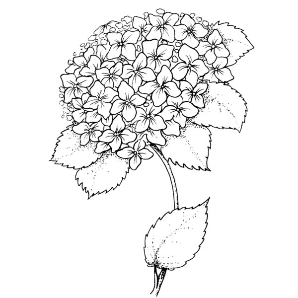 Hydrangea Line Drawing at GetDrawings | Free download