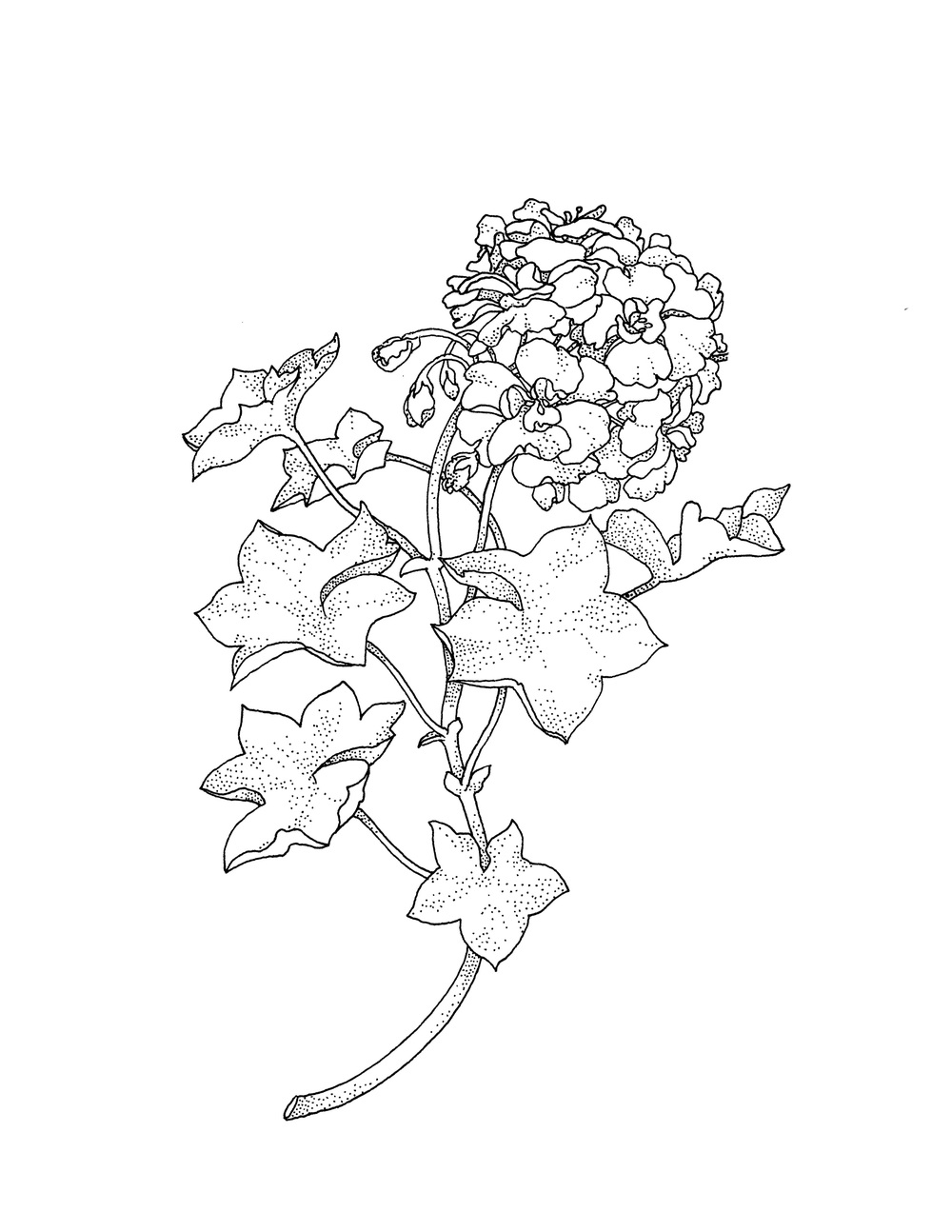 1000x1294 Deposit For Ivy Geranium David Allen