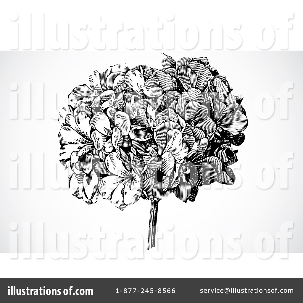 1024x1024 Hydrangea Clipart Black And White