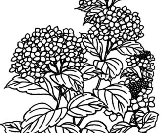 340x270 Hydrangea Stamp Etsy