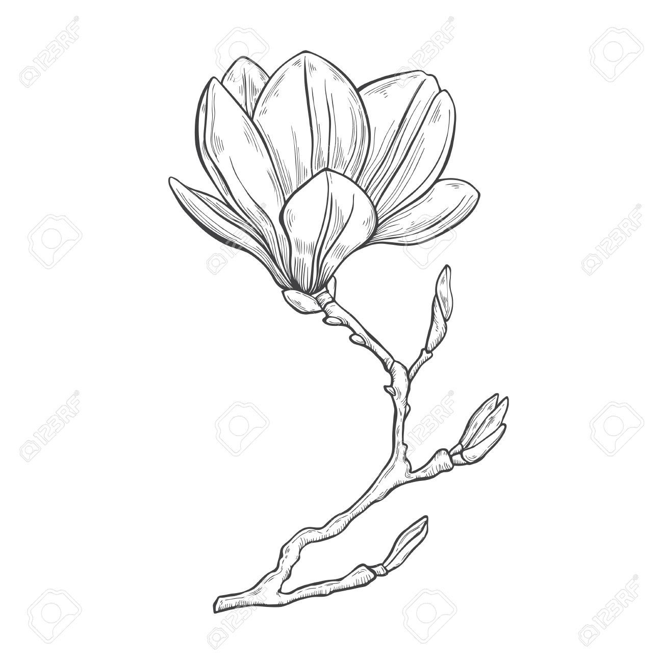 1300x1300 Magnolia. Hand Drawn Vector Illustration On A White Background