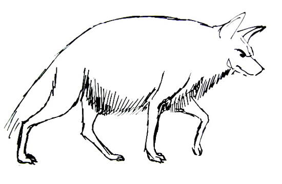 550x359 How To Draw A Hyena