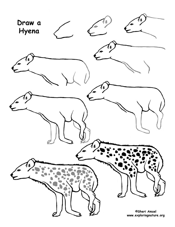 612x792 Hyena Drawing Page