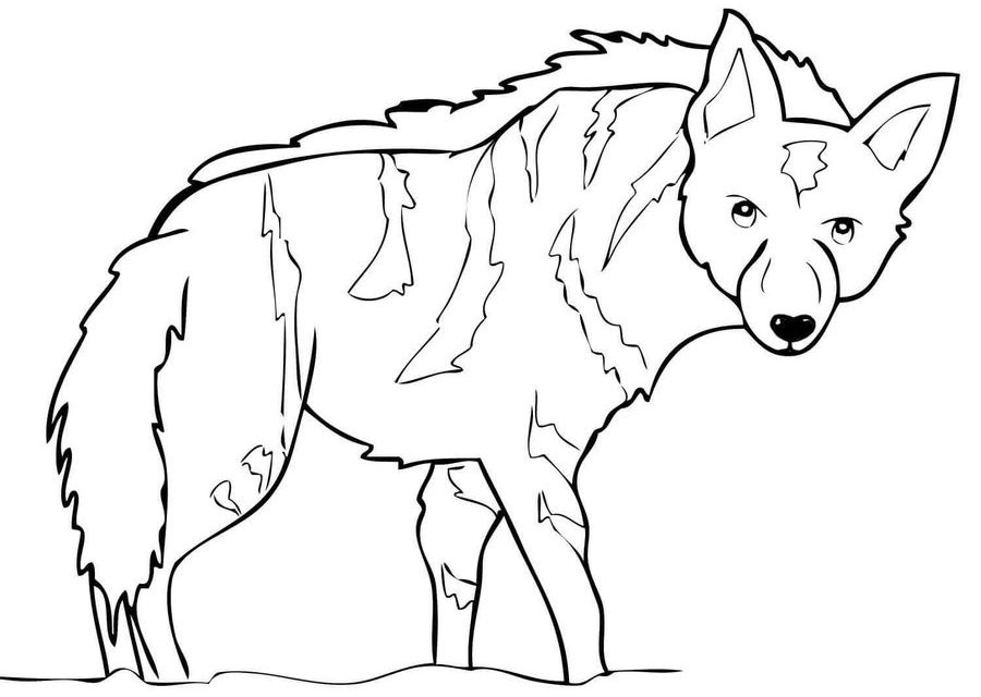 900x640 Coloring Pages Hyena, Printable For Kids Amp Adults, Free