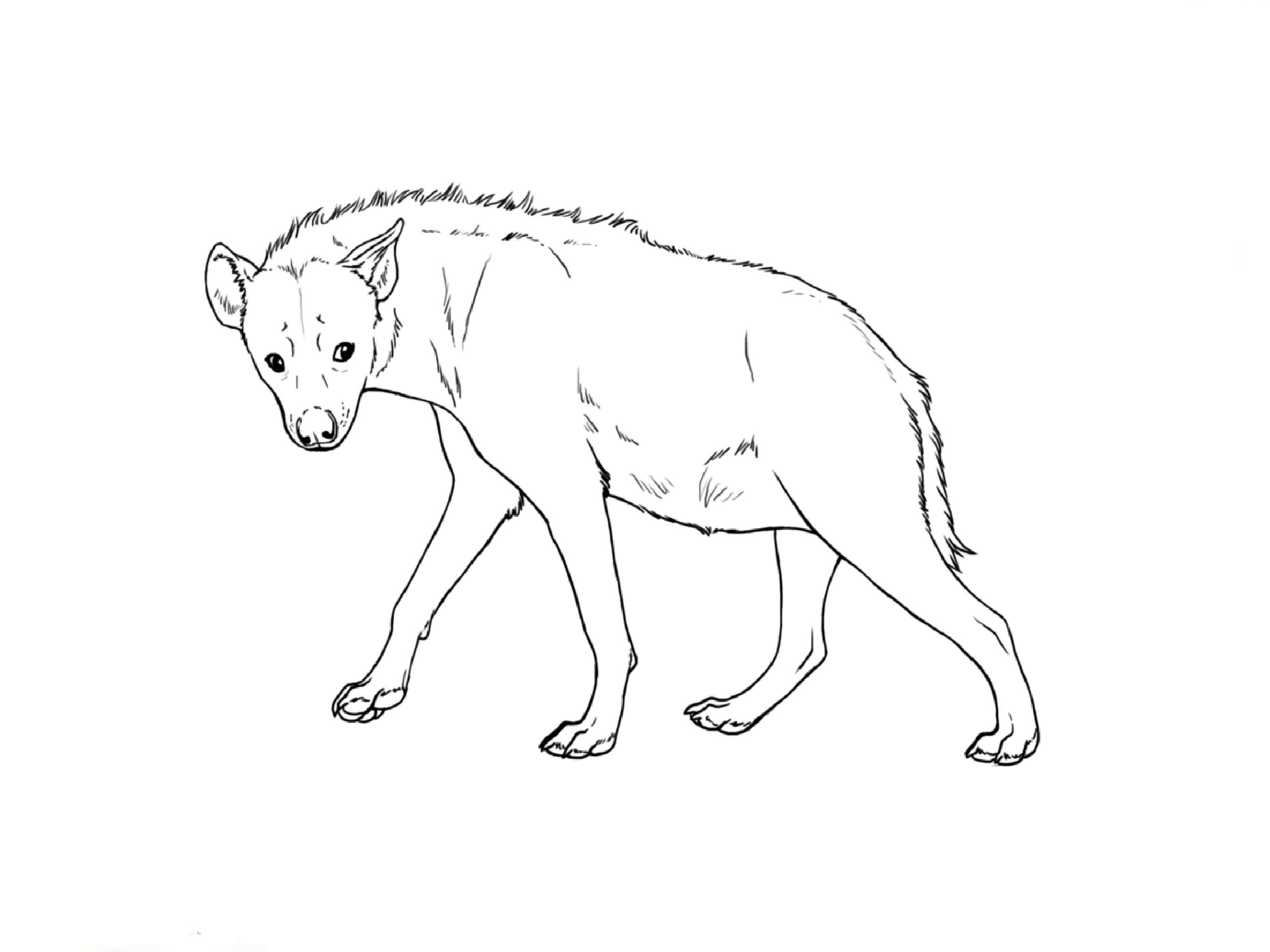 2592x1944 How To Draw A Hyena