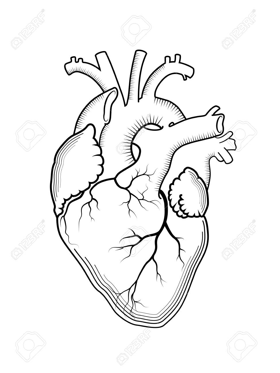 975x1300 Heart. The Internal Human Organ, Anatomical Structure. Engraved