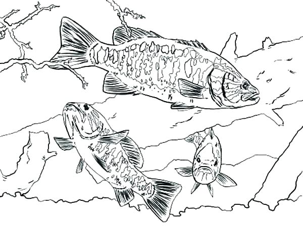 600x449 Best Fishing Color Pages New Coloring Page Ice Bass Fish Place