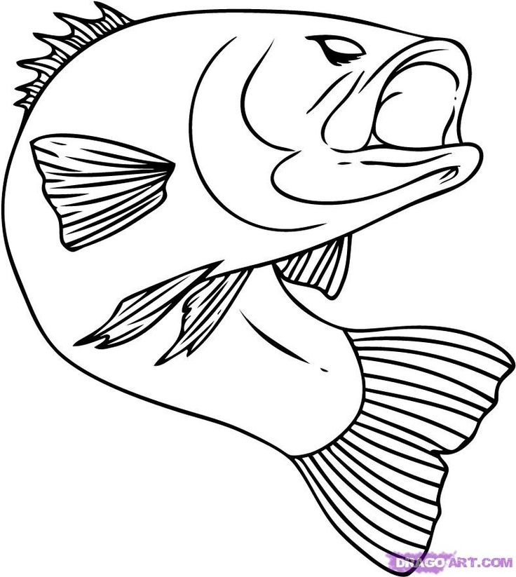 736x823 Outline Drawings Of Fish Group