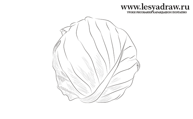 650x400 How To Draw Cabbage With A Pencil Step By Step