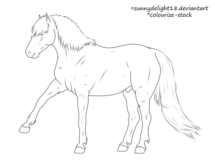 Icelandic Horse Drawing