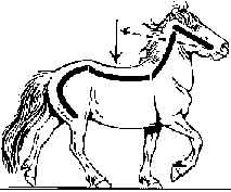 213x177 Free To Use Icelandic Horse Lineart By Shinystar5