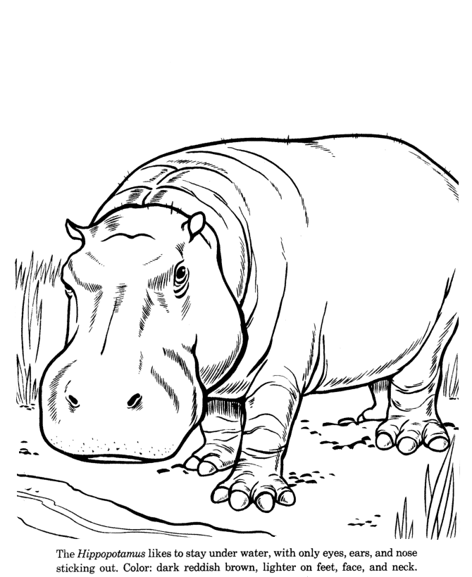 670x820 Animal Drawings Coloring Pages Hippopotamus Animal