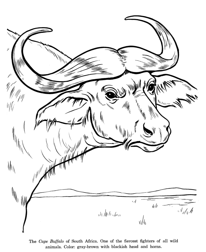 670x820 Animal Drawings Coloring Pages Cape Buffalo Drawing Animal