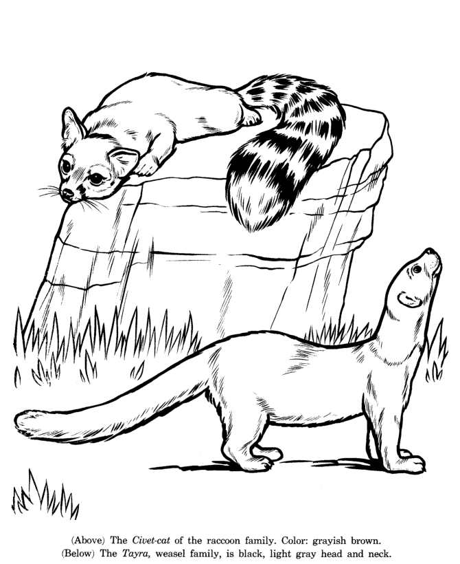 670x820 Animal Drawings Coloring Pages Civet Cat And Tayra Animal
