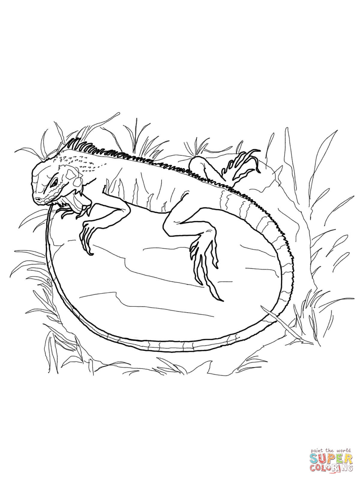 1200x1600 Green Iguana Coloring Page Free Printable Coloring Pages