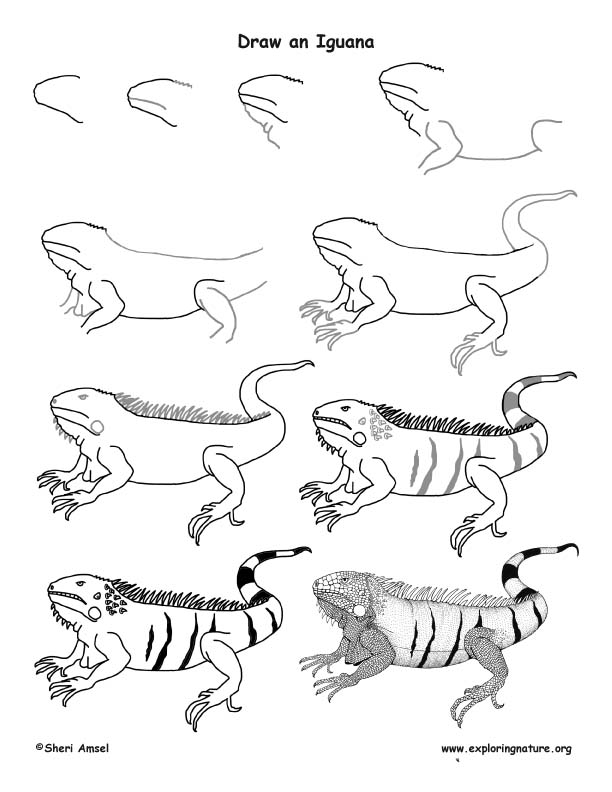 612x792 Iguana Drawing Lesson