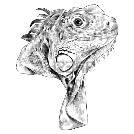 450x450 Iguana Sketch Graphic Design. Royalty Free Cliparts, Vectors,