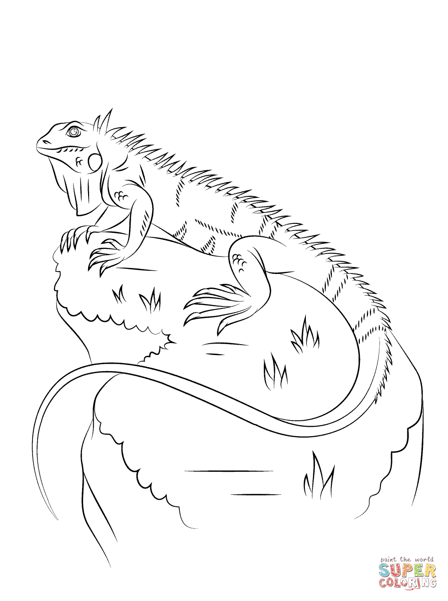 895x1200 Iguana Coloring Page Free Printable Coloring Pages