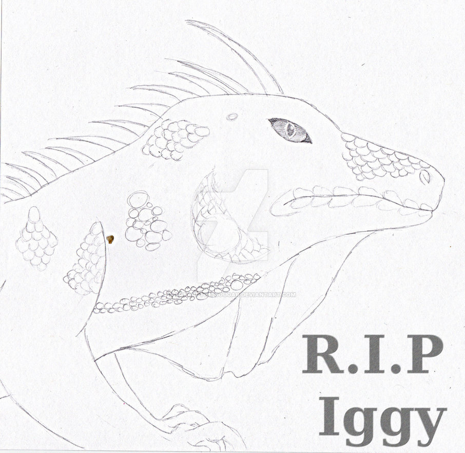906x882 Iguana Drawing By Shay Wolf