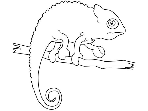 600x450 Chameleon Coloring Page For Kindergarten Iguana Print Online