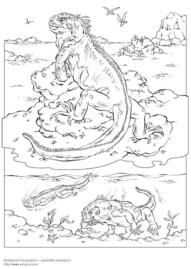 620x875 Coloring Page Iguana