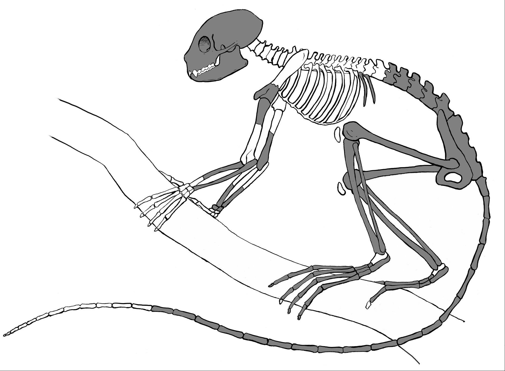 2040x1501 Elgin Man Part Of Team That Discovers Rare Fossil