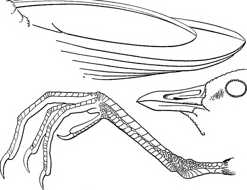 816x626 Image From Page 360 Of The Ornithology Of Illinois. Part