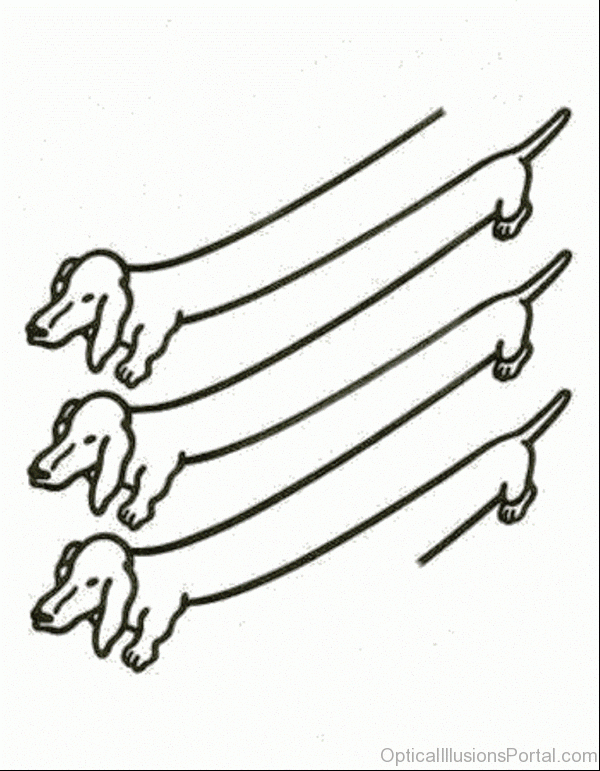 600x771 55 Nice Animals Illusion