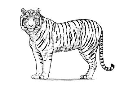 400x277 How To Draw A Tiger
