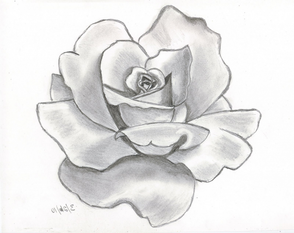1024x812 Draw Flower By Pencil Tag Flower Pencil Drawing For Beginners