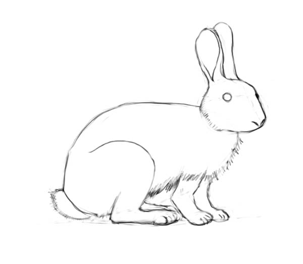 600x523 How To Draw A Rabbit