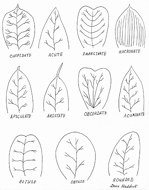 504x640 Index Of Drawings