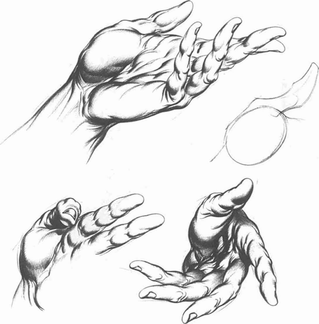 1092x1108 Anatomical Landmarks And Surface Stress