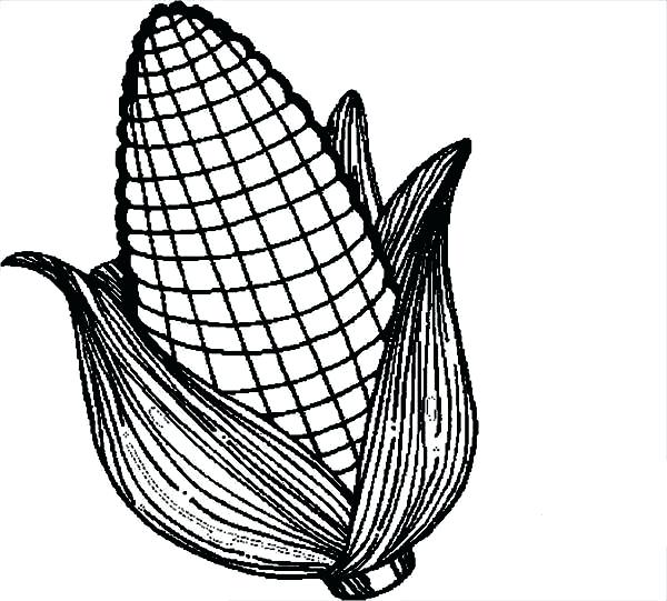 600x541 Elegant Indian Corn Coloring Page Or White Corn Coloring Page 59