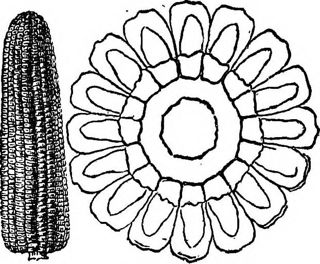 622x514 Image From Page 29 Of Indian Corn Culture (1895)