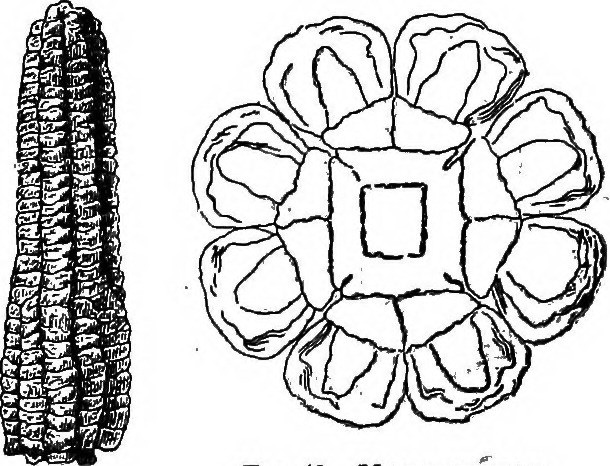 610x466 Image From Page 38 Of Indian Corn Culture (1895)