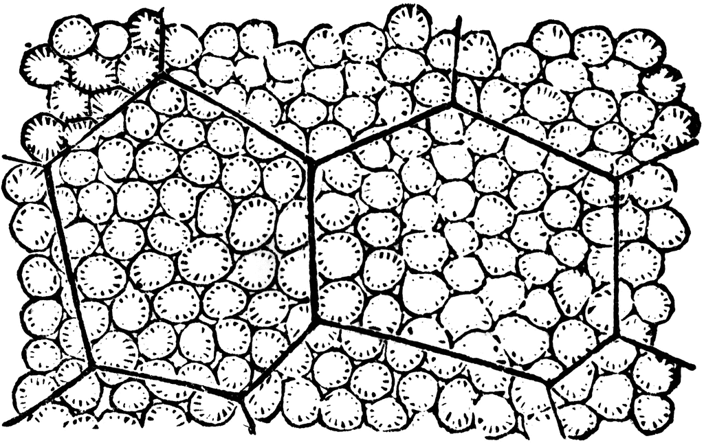 1024x645 Indian Corn Clipart Etc