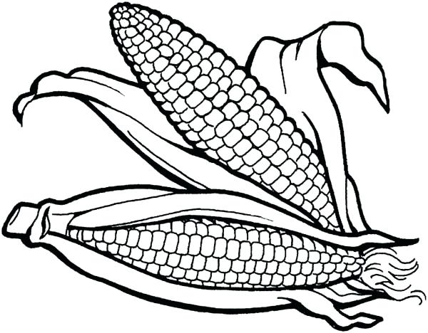 600x468 Indian Corn Coloring Page 3849