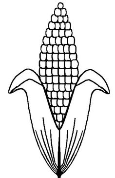 236x365 Indian Corn Coloring Page Preschool Free Download