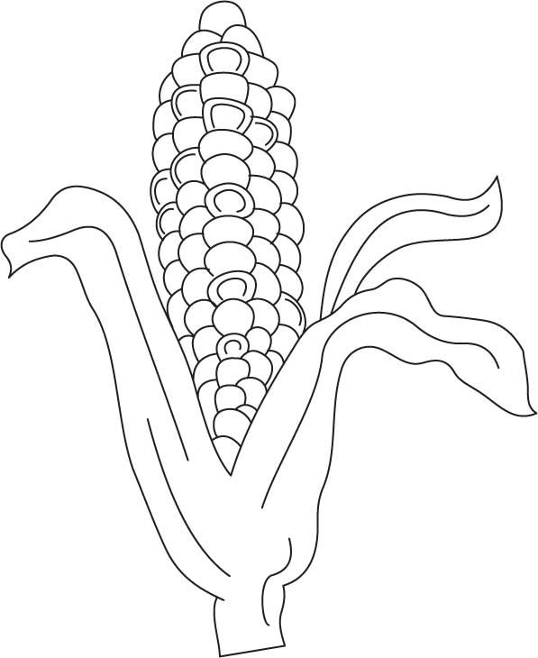 597x730 Indian Corn Coloring Page Download Free Indian Corn Coloring