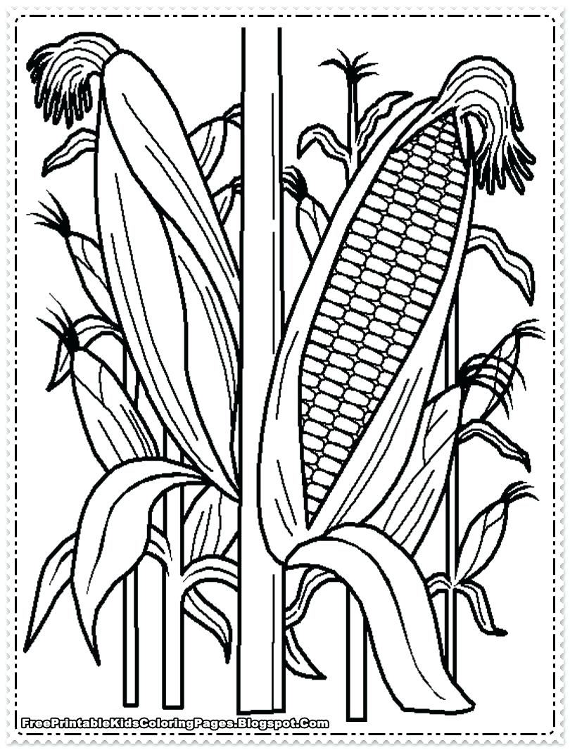 810x1066 Coloring Indian Corn Coloring Pages Great Candy Page On