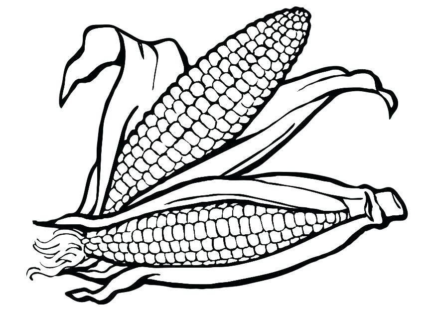 875x620 Indian Corn Coloring Page