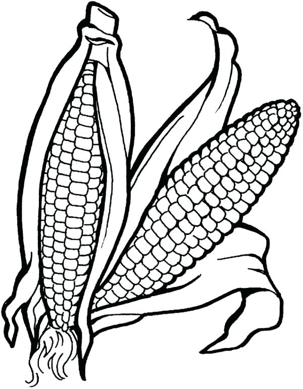 Indian Corn Drawing at GetDrawings | Free download